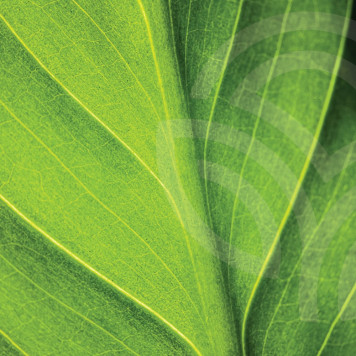 Liquid Chlorophyll NSP  NSP modelis 1580 | Attēls Nr. 1