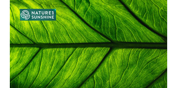 Viedie produkti varikozām vēnām: NSP pieredze Viedie produkti varikozām vēnām: NSP pieredze